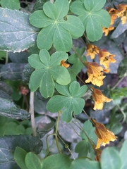 Tropaeolum ciliatum
