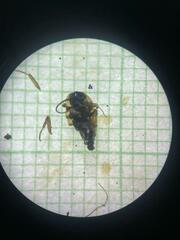 Periplaneta australasiae