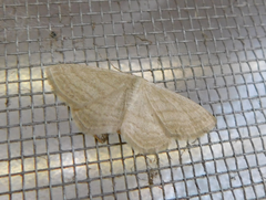 Scopula virgulata