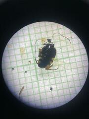 Periplaneta australasiae