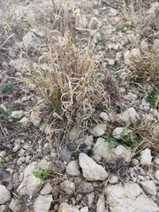 Panicum hallii