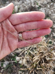 Panicum hallii