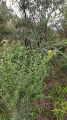Genista canariensis