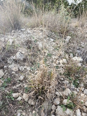 Panicum hallii
