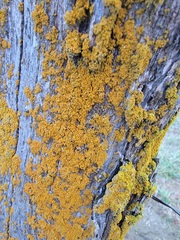 Xanthomendoza weberi