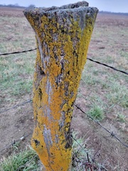 Xanthomendoza weberi