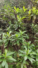 Digitalis canariensis