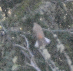 Emberiza