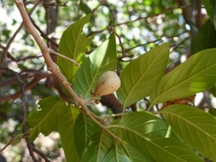 Aglaia lawii