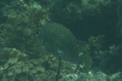 Siganus spinus