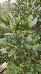 Ilex canariensis