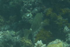 Siganus spinus