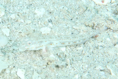 Fusigobius