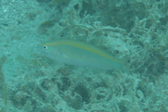 Stethojulis notialis