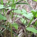 Arisarum simorrhinum subexertum - Photo (c) aulax, some rights reserved (CC BY-NC), uploaded by aulax