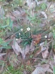 Syngonanthus flavidulus