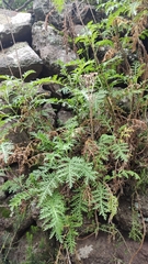 Gonospermum fruticosum