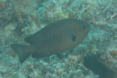 Pomacentrus microspilus