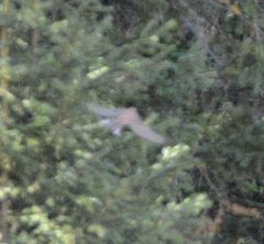 Emberiza
