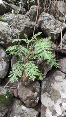 Gonospermum fruticosum