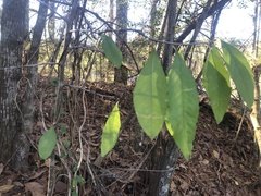 Sideroxylon lycioides