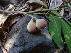 Aglaia lawii