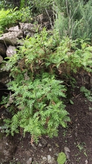 Gonospermum fruticosum
