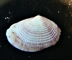 Semele bellastriata