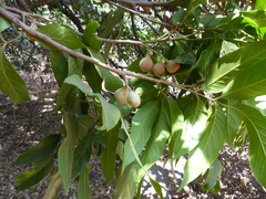 Aglaia lawii