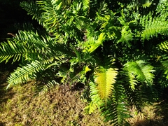 Blechnum chilense