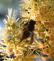 Brachygastra lecheguana