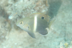 Chrysiptera biocellata