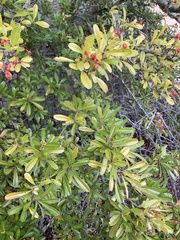 Pyracantha angustifolia