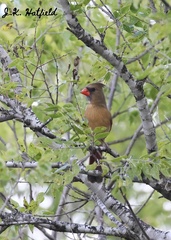 Cardinalis cardinalis