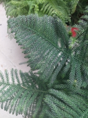 Eutacta