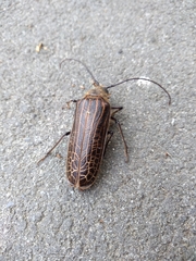 Prionoplus reticularis