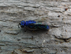 Chrysis indigotea