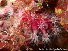 Alcyonium coralloides