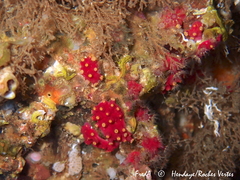 Alcyonium coralloides