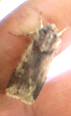 Feltia subterranea