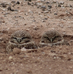 Athene cunicularia hypugaea