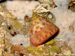 Calliostoma zizyphinum
