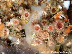 Polycyathus muellerae