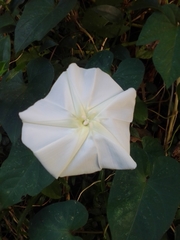 Ipomoea alba
