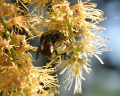 Brachygastra lecheguana
