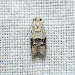 Tracholena sulfurosa