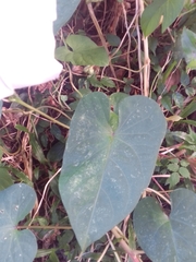 Ipomoea alba