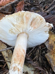 Leucoagaricus flammeotinctoides