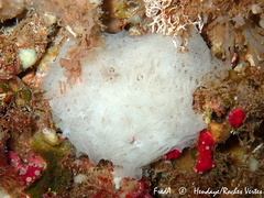 Clathrina coriacea