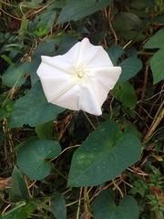 Ipomoea alba